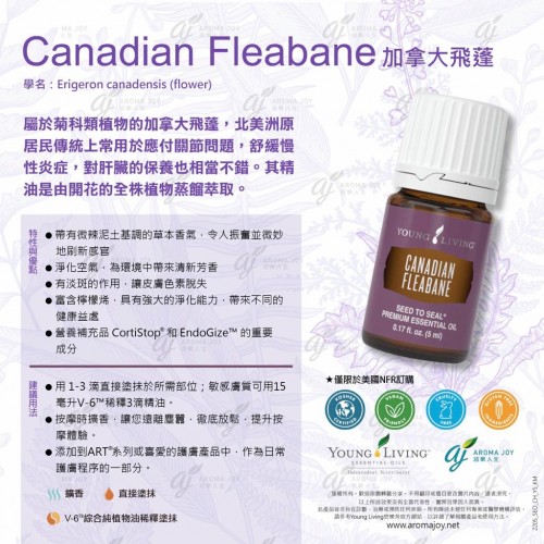 Canadian Fleabane 加拿大飛蓬